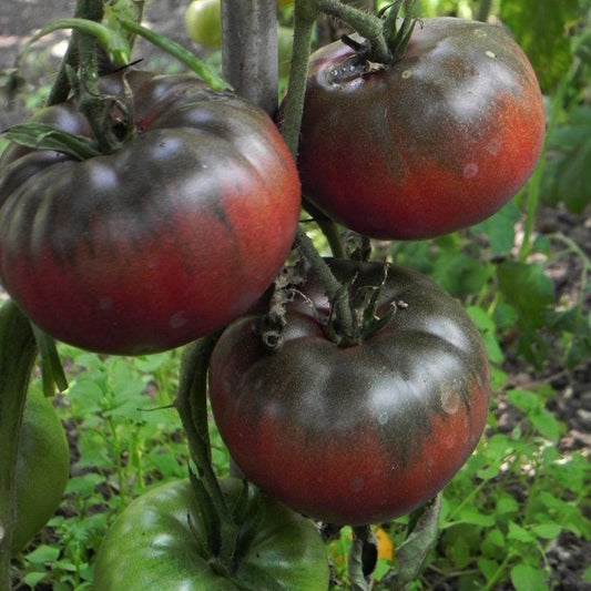 125 Black Krim Tomato NON-GMO Rare Heirloom Vegetable Seeds | www.seedsplantworld.com