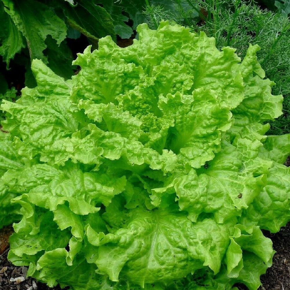 700 Black Seeded Simpson Leaf Lettuce Looseleaf Heirloom NON-GMO Vegetable Seeds | www.seedsplantworld.com