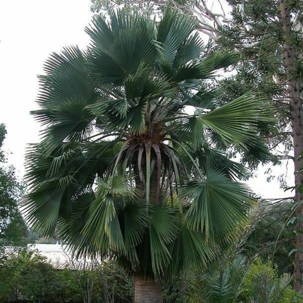 5 Brahea Edulis Guadalupe Palm Seeds For Planting | www.seedsplantworld.com