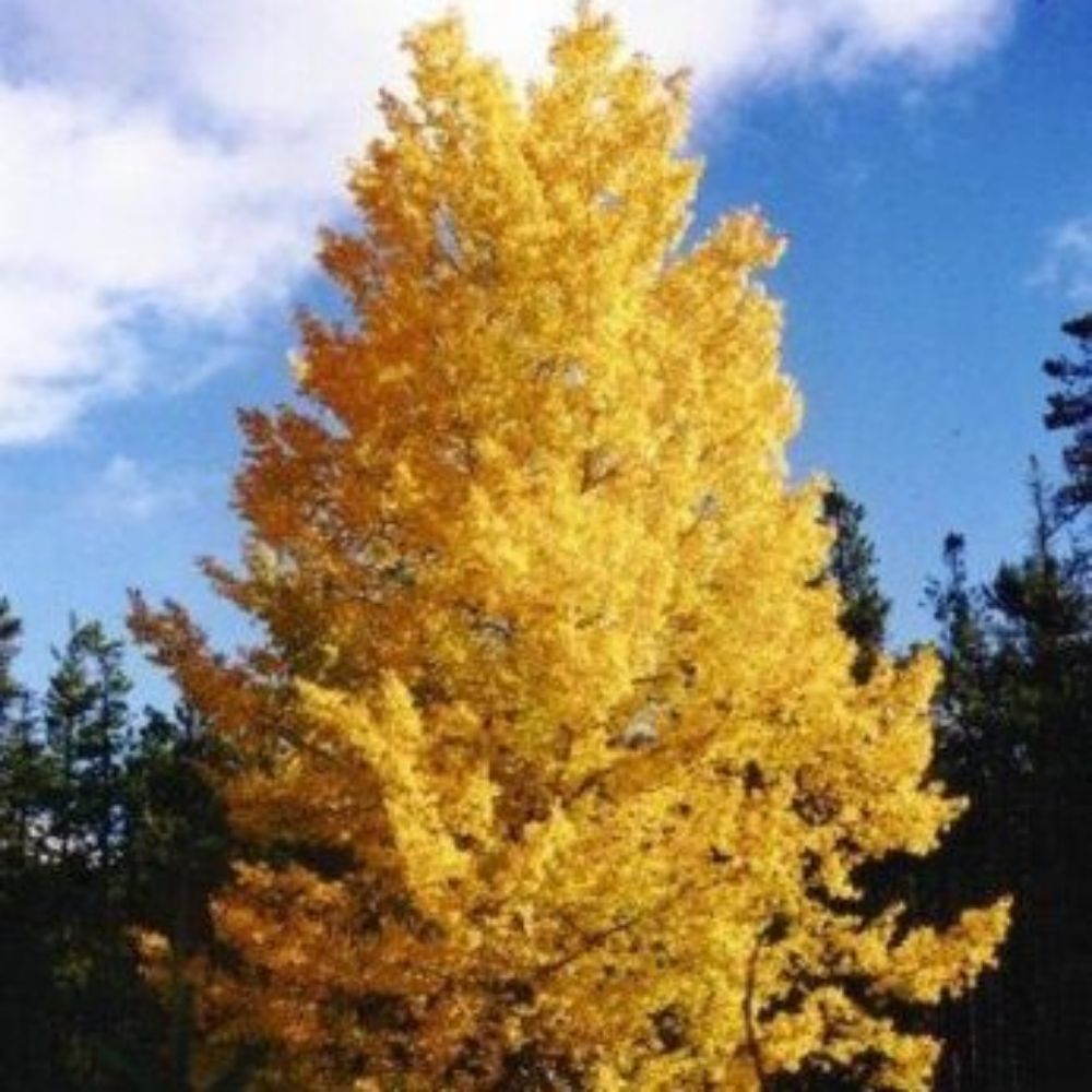 5 Populus Tremuloides Quaking Aspen Tree Seeds For Planting | www.seedsplantworld.com