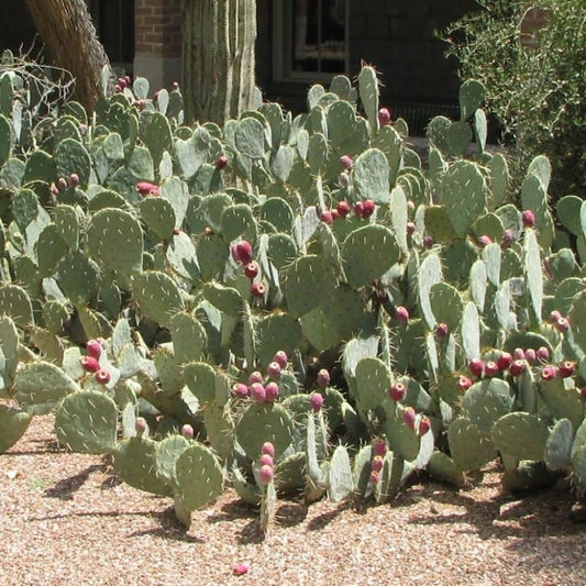 10 Opuntia Engelmannii Prickly Pear Cactus Seeds For Planting | www.seedsplantworld.com