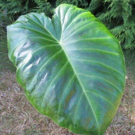 5 Remusatia Vivipara Hitchhiker Elephant Ear Seeds For Planting | www.seedsplantworld.com