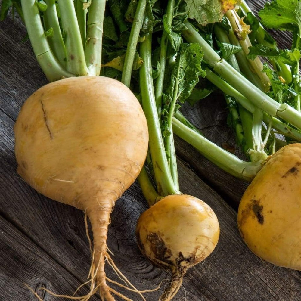 300 Golden Globe Turnip NON-GMO Vegetable Seeds | www.seedsplantworld.com