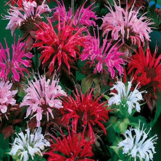 5 Monarda Didyma Panorama Mix Bee Balm Perennial Seeds For Planting | www.seedsplantworld.com