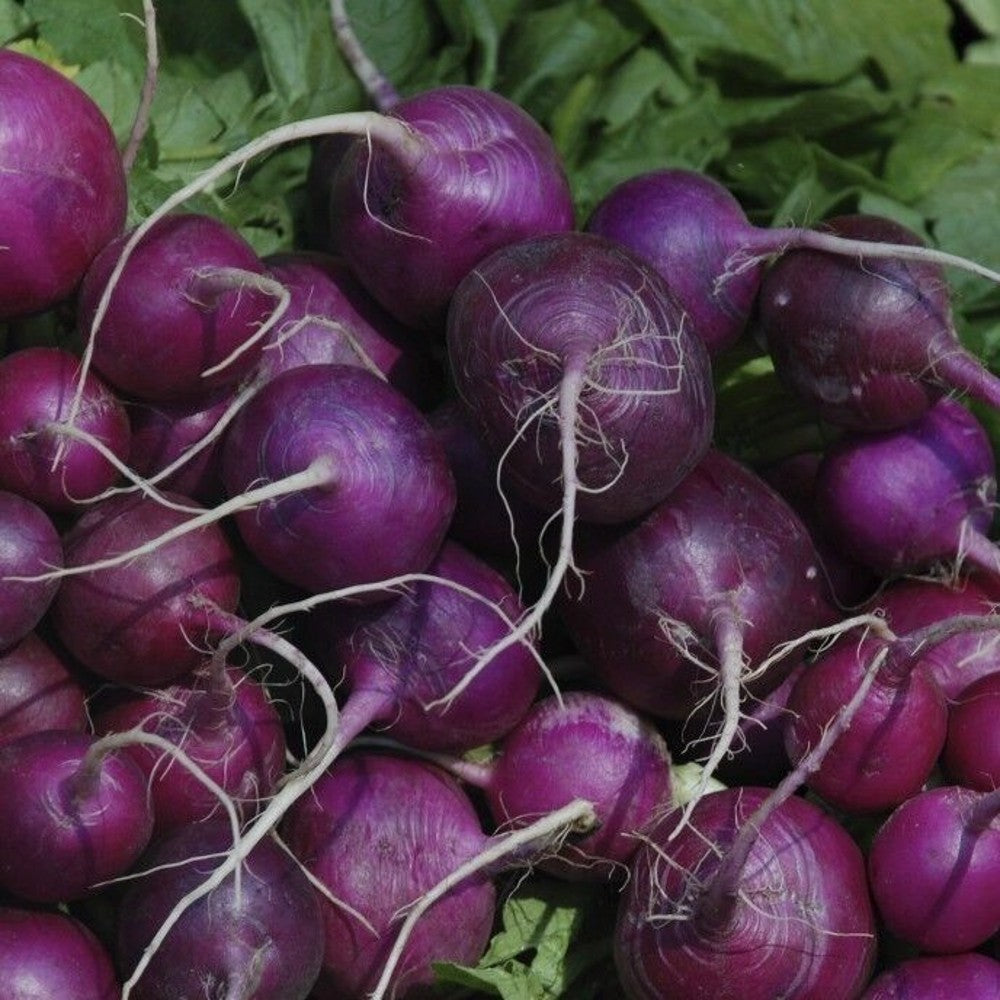 150 Purple Plum Radish NON-GMO Cruciferous Vegetable Seeds | www.seedsplantworld.com