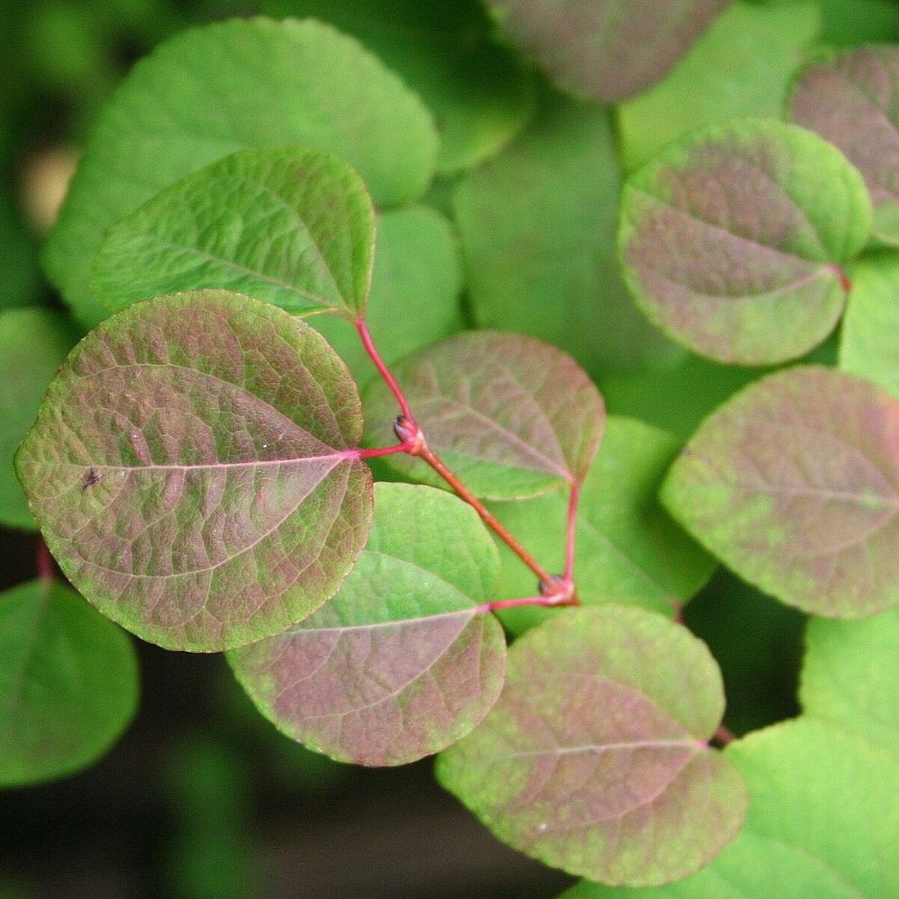 5 Cercidiphyllum Japonicum Japanese Katsura Tree Seeds For Planting | www.seedsplantworld.com