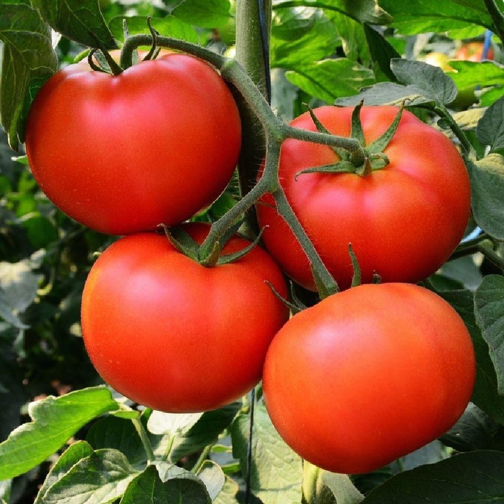 100 Homestead Tomato NON-GMO Heirloom Determinate Vegetable Seeds | www.seedsplantworld.com