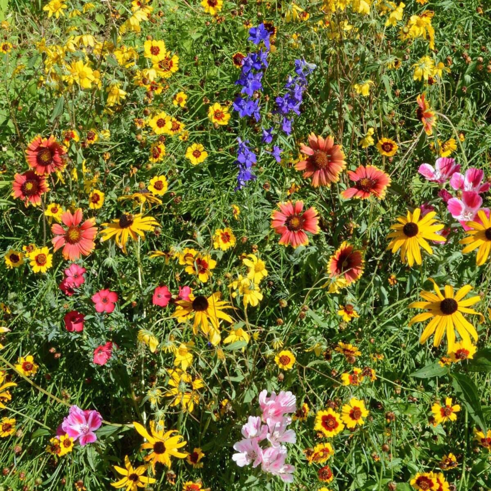 300 Mountain Wildflower Mix 19 Stunning And Beautiful Species Flowers Seeds | www.seedsplantworld.com