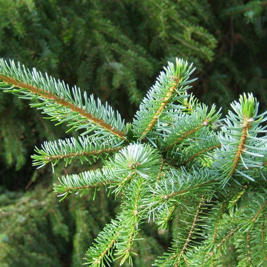 5 Picea Omorika Serbian Spruce Seeds For Planting | www.seedsplantworld.com