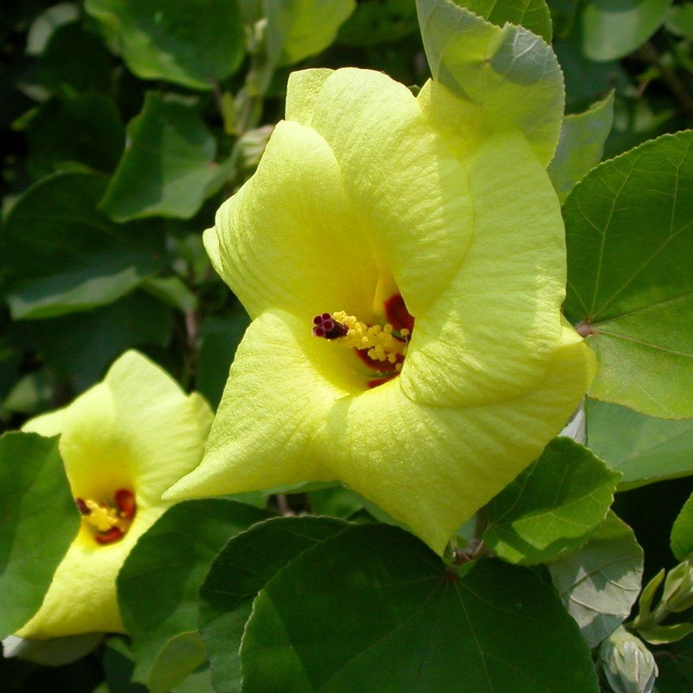 5 Hibiscus Hamabo Yellow Hibiscus Seeds For Planting | www.seedsplantworld.com