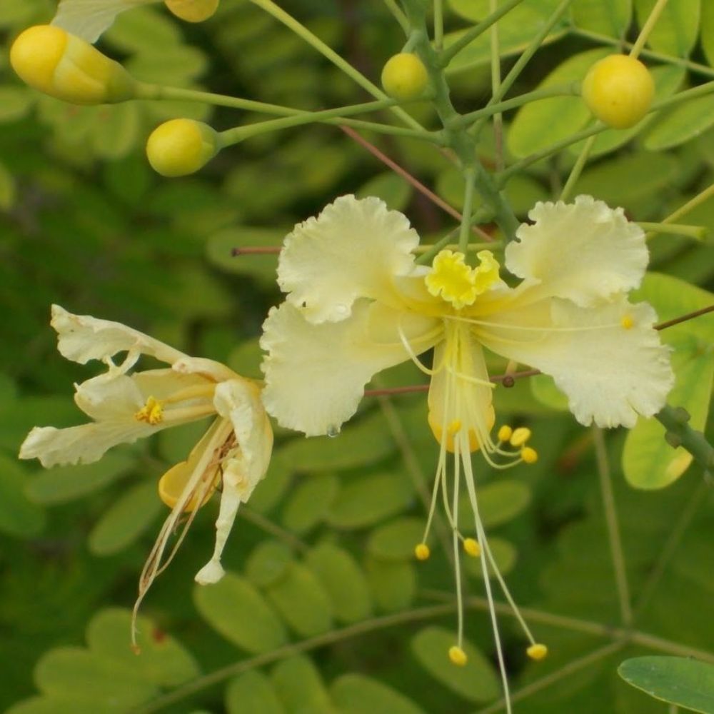 5 Caesalpinia Pulcherrima White Bird Of Paradise Shrub Seeds For Planting | www.seedsplantworld.com