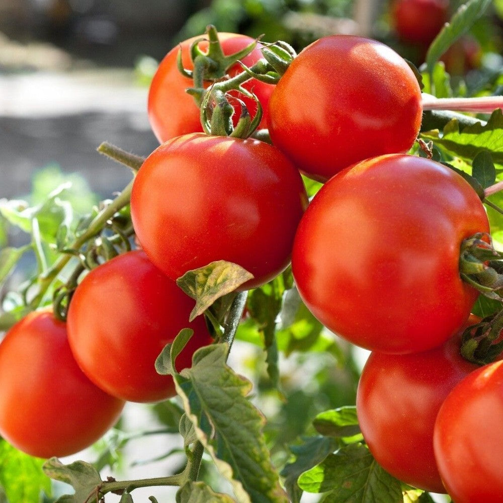 100 Marglobe Tomato Heirloom NON-GMO Vegetable Seeds | www.seedsplantworld.com