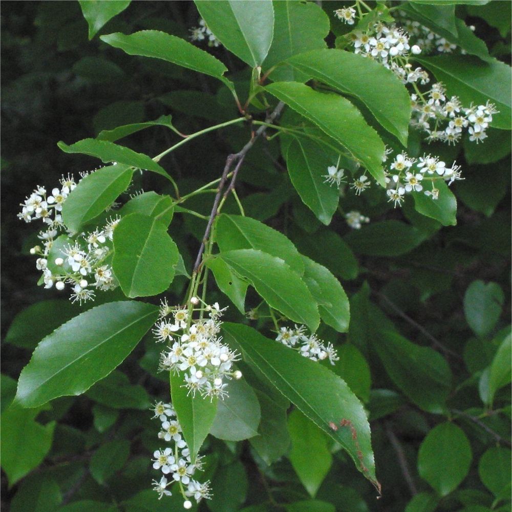 5 Prunus Serotina Black Cherry Tree Seeds For Planting | www.seedsplantworld.com