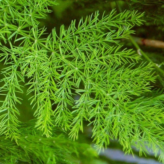 5 Asparagus Racemosus Shatavari Herb Seeds For Planting | www.seedsplantworld.com