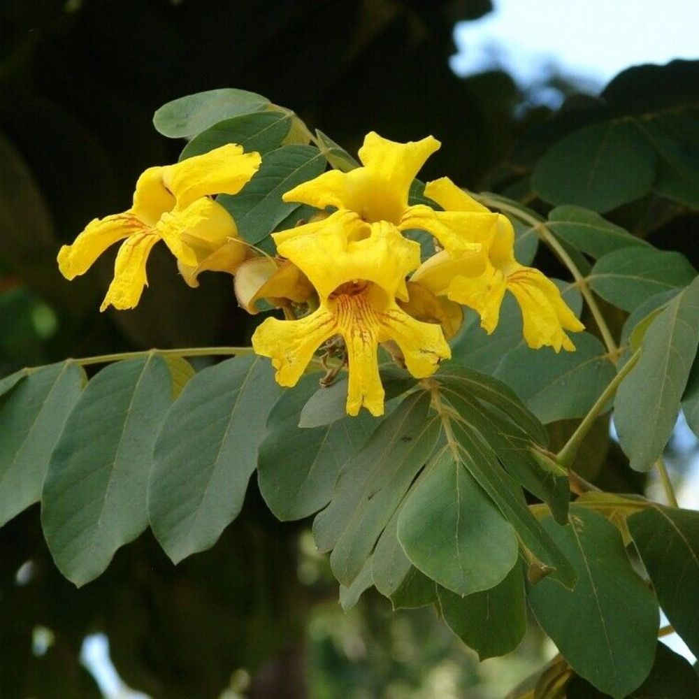 5 Markhamia Lutea Nile Trumpet Tree Seeds For Planting | www.seedsplantworld.com