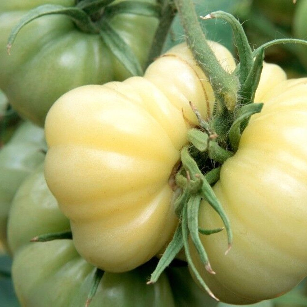 30 White Wonder Beefsteak Tomato NON-GMO Vegetable Seeds | www.seedsplantworld.com