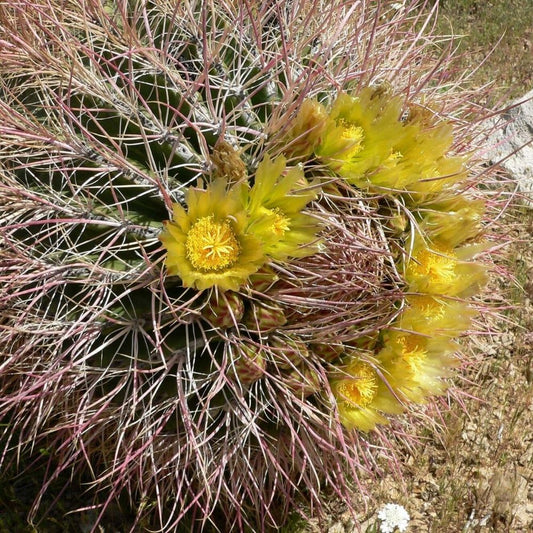 5 Ferocactus Cylindraceus Hardy Cacti Seeds For Planting | www.seedsplantworld.com