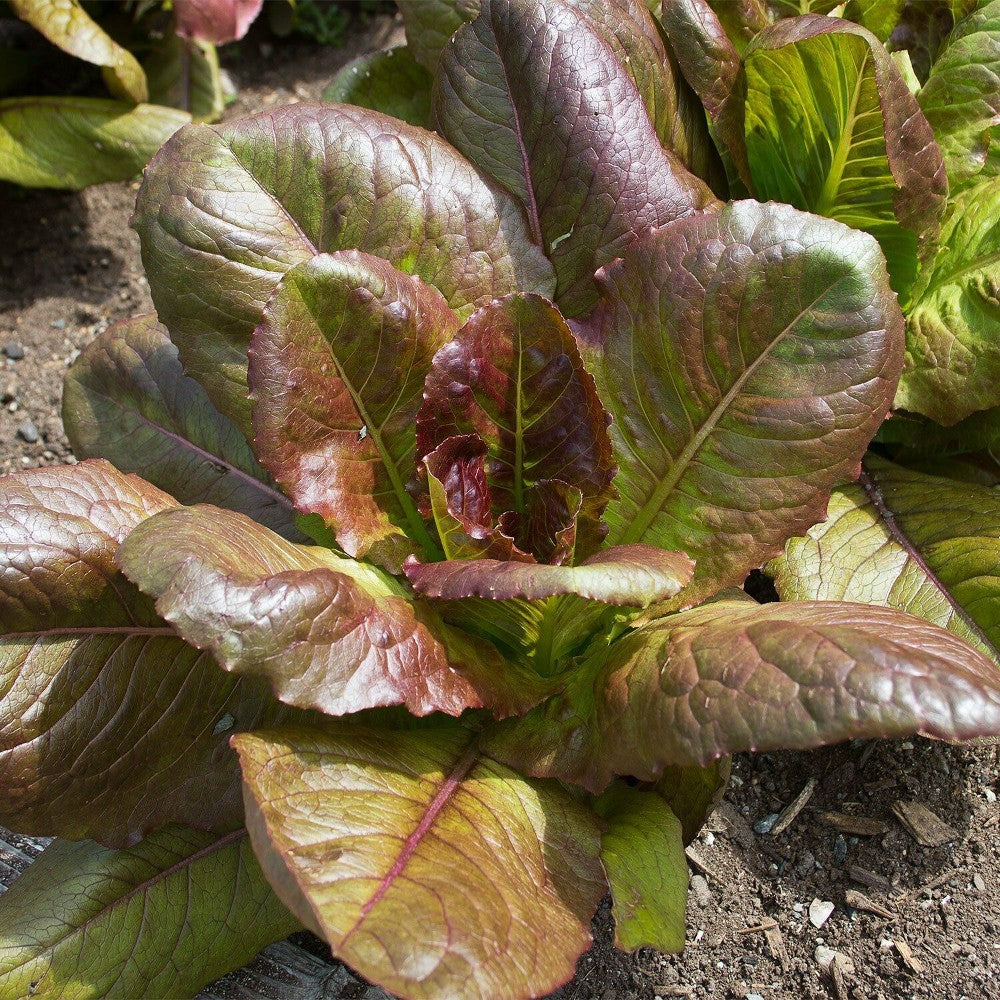 500 Rouge D'Hiver Lettuce Red Romaine Red Winter NON-GMO Vegetable Seeds | www.seedsplantworld.com