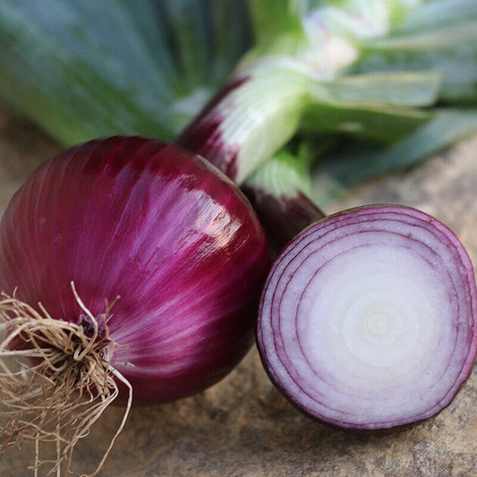 250 Ruby Red Onion NON-GMO Long Day Vegetable Seeds | www.seedsplantworld.com