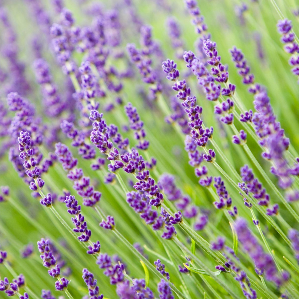 200 Lavender Vera English NON-GMO Herb Seeds | www.seedsplantworld.com