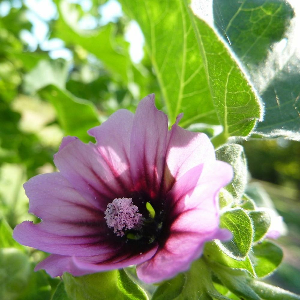 5 Lavatera Arborea Tree Mallow Seeds For Planting | www.seedsplantworld.com