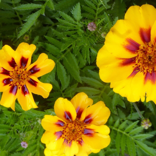 100 French Marigold Dainty Marietta Butterflies And Hummingbirds Flowers Seeds | www.seedsplantworld.com