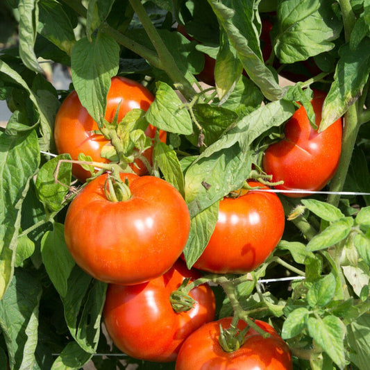 125 Rutgers Tomato NON-GMO Jersey Tomato Vegetable Seeds | www.seedsplantworld.com