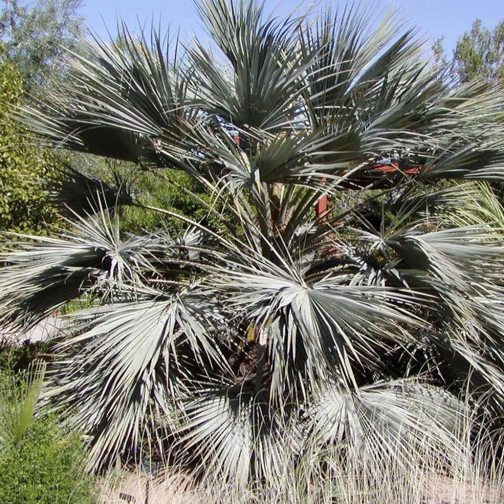 5 Brahea Armata Blue Hesper Palm Seeds For Planting | www.seedsplantworld.com