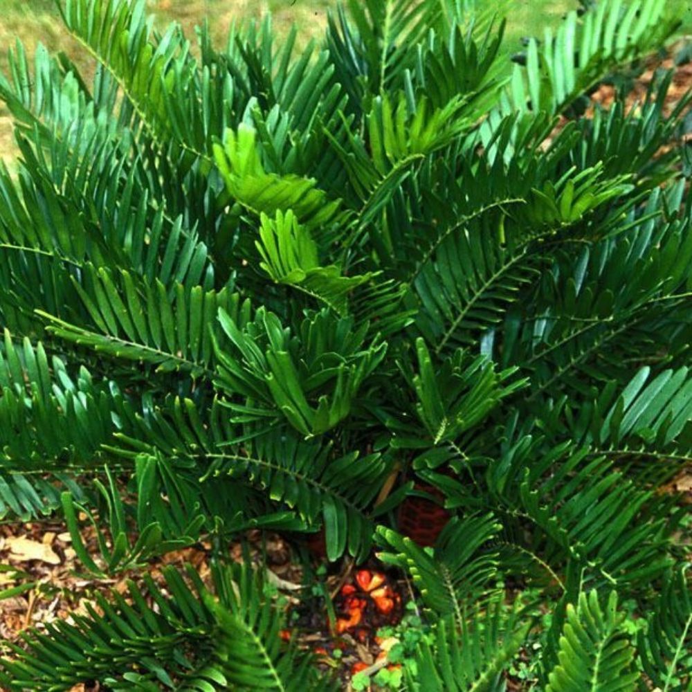 5 Zamia Floridana Coontie Cycad Seeds For Planting | www.seedsplantworld.com