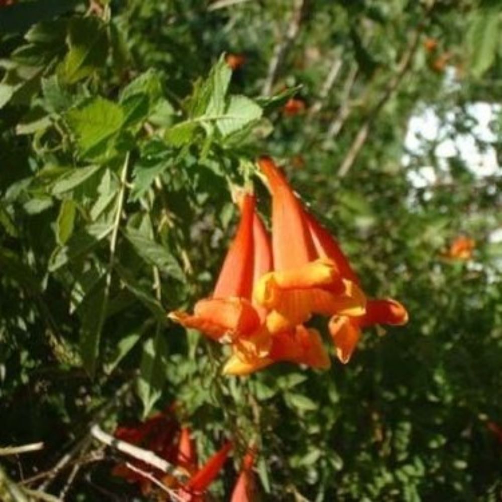 5 Tecoma Stans Orange Jubilee Orange Bells Seeds For Planting | www.seedsplantworld.com