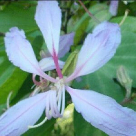 5 Bauhinia Variegata Purple Orchid Tree Seeds For Planting | www.seedsplantworld.com