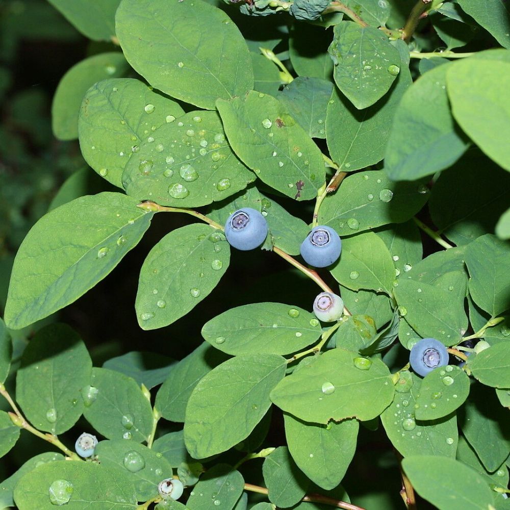 10 Vaccinium Ovalifolium Unique Fruit Shrub Seeds For Planting | www.seedsplantworld.com