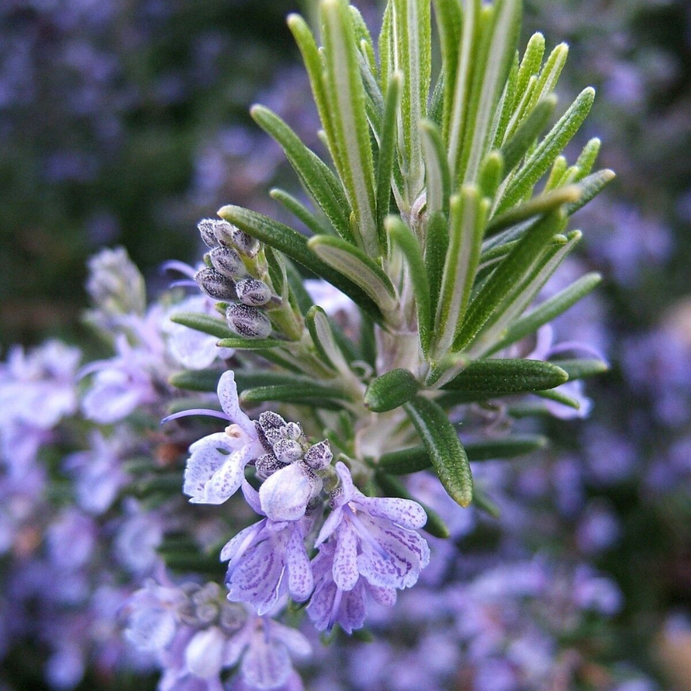 100 Rosemary NON-GMO Heirloom Anthos Herb Seeds | www.seedsplantworld.com