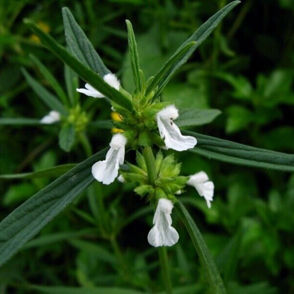 10 Leucas Aspera Thumbai Seeds For Planting | www.seedsplantworld.com