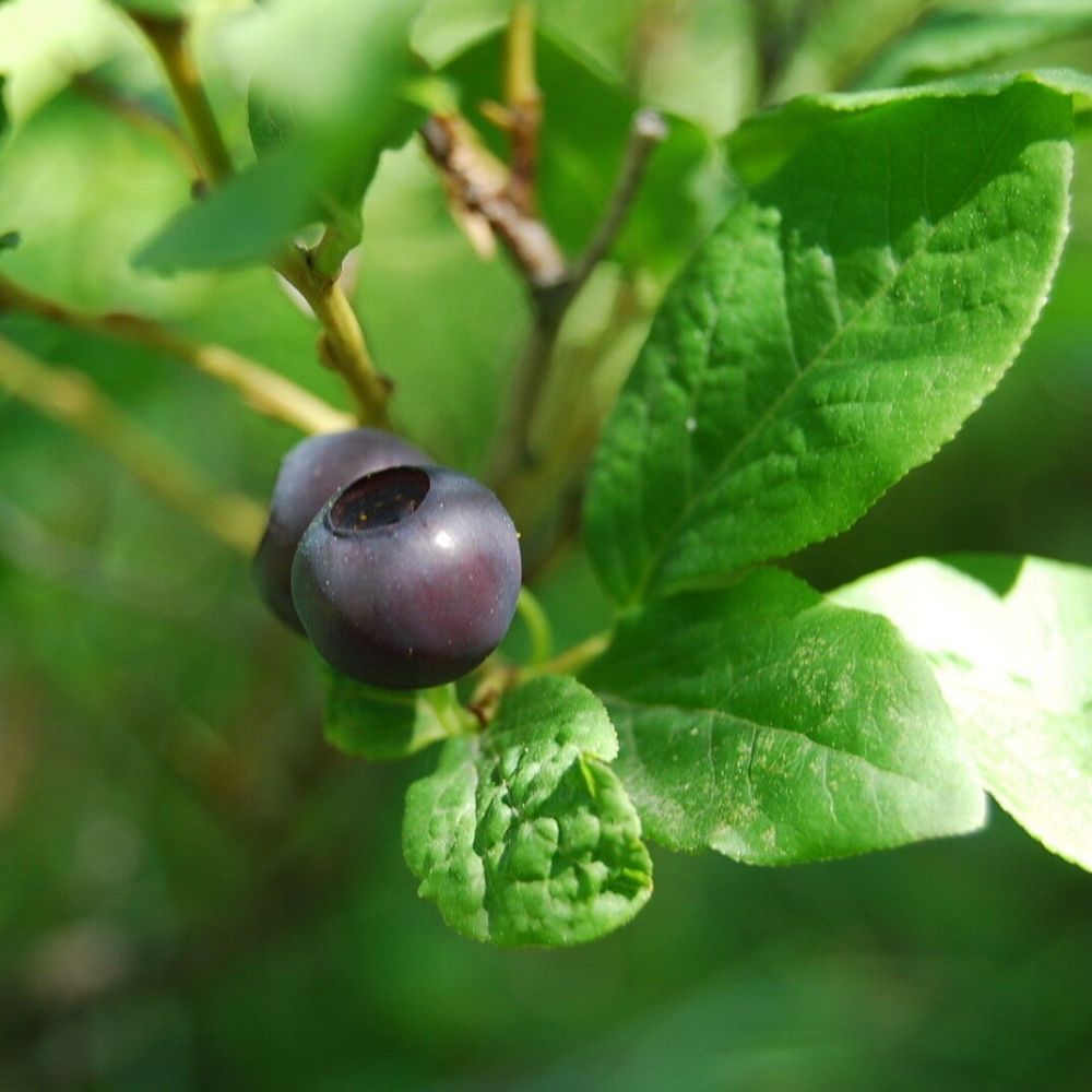 10 Vaccinium Membranaceum Thinleaf Huckleberry Shrub Seeds For Planting | www.seedsplantworld.com