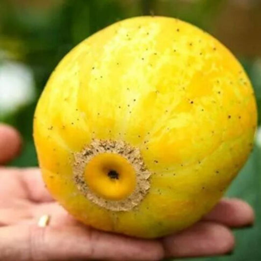 10 Cucumis Melo Var Dadaim Lemon Cucumber Seeds For Planting | www.seedsplantworld.com