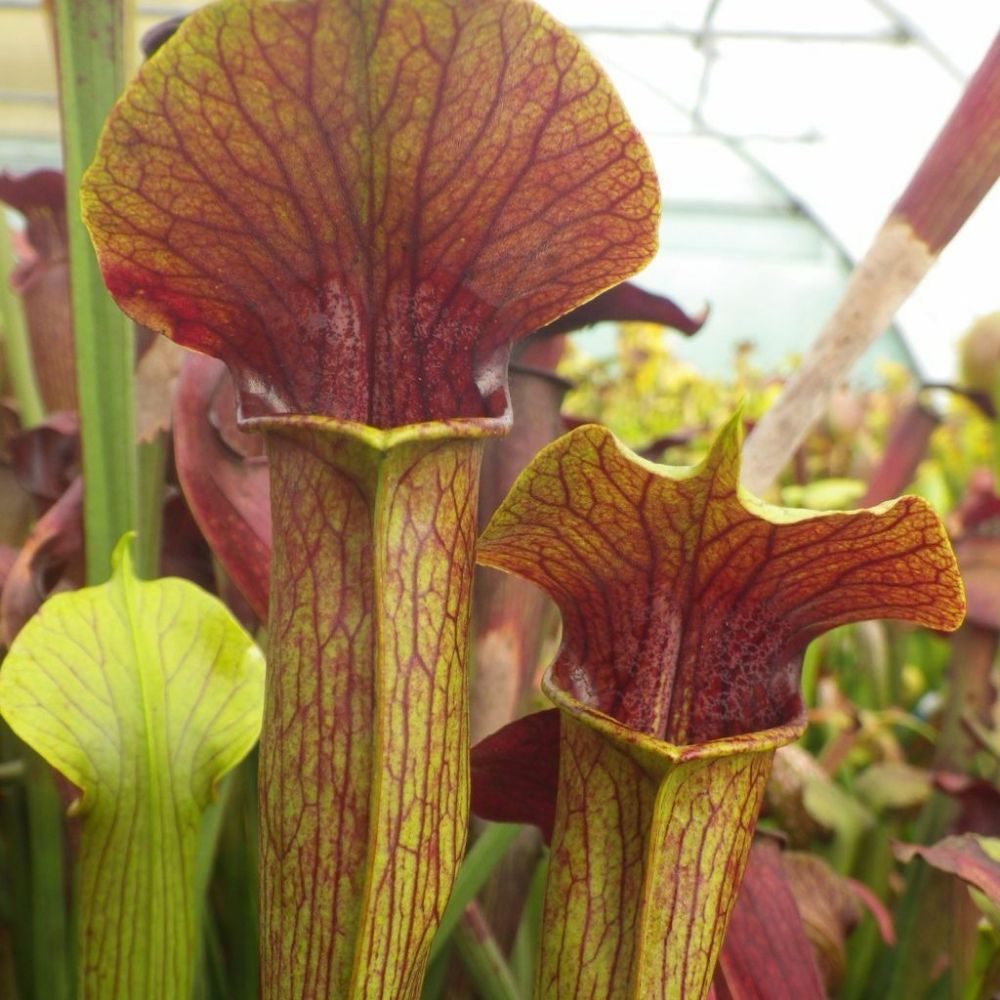 5 Sarracenia Alata Atrorubra Red Yellow Trumpets Pitcher Plant Carnivorous Seeds For Planting | www.seedsplantworld.com