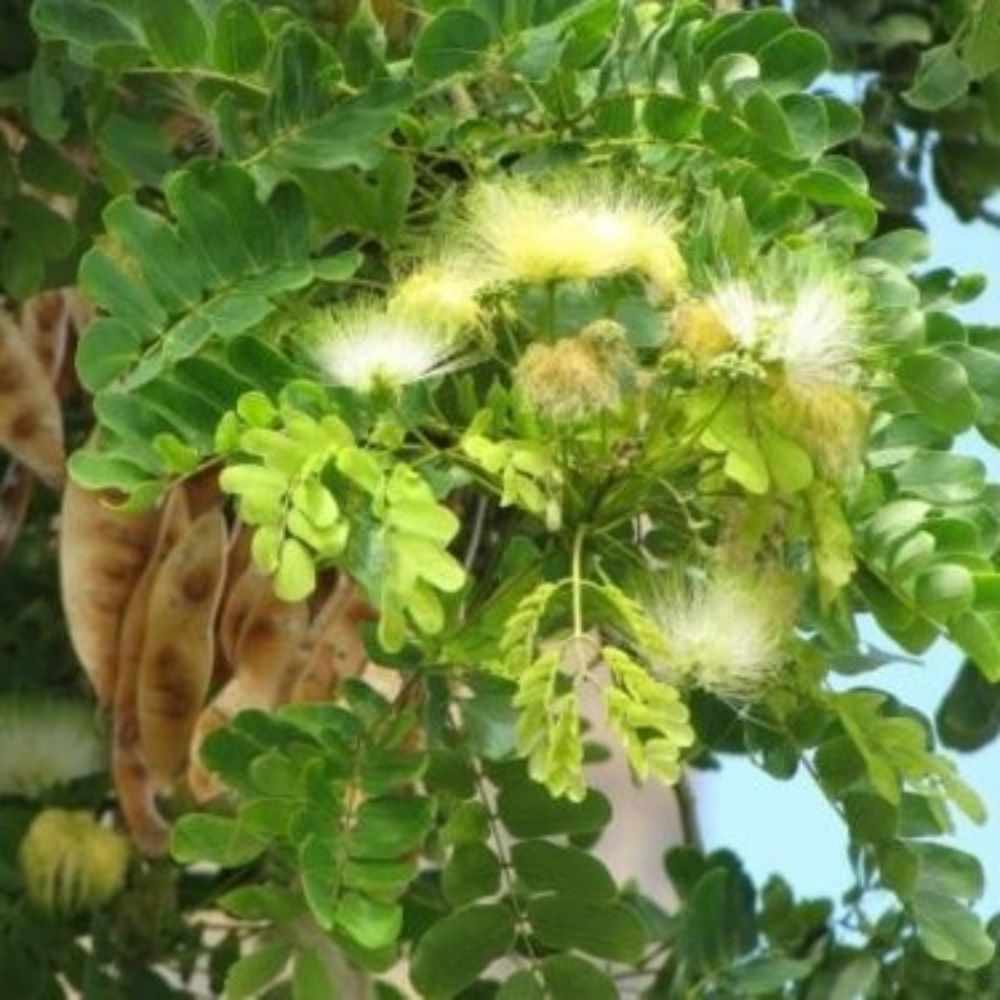 5 Albizia Macrophylla Bigleaf Mimosa Tree Seeds For Planting | www.seedsplantworld.com