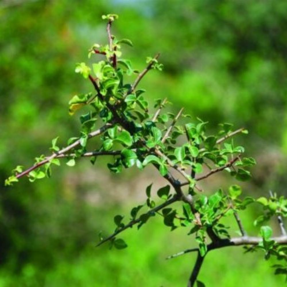 5 Commiphora Berryi Balm Of Gilead Tree Seeds For Planting | www.seedsplantworld.com