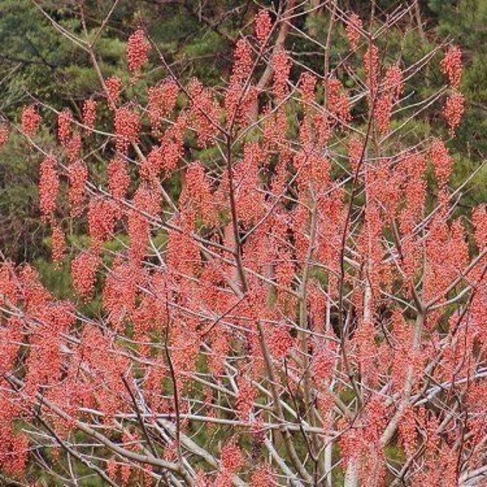 5 Idesia Polycarpa Igiri Tree Seeds For Planting | www.seedsplantworld.com