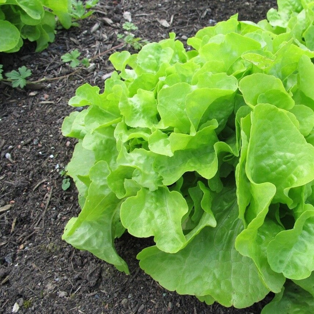 500 Oakleaf Lettuce Green NON-GMO Heirloom Vegetable Seeds | www.seedsplantworld.com