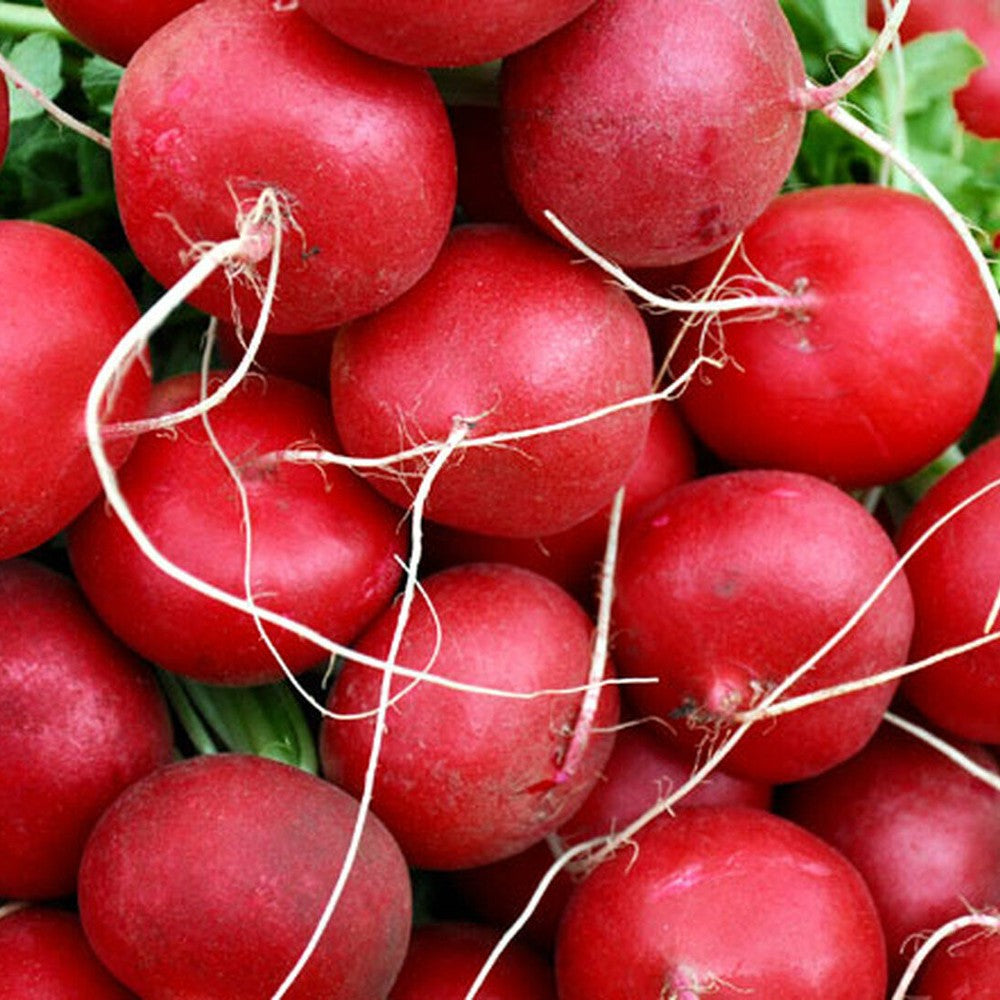 100 Champion Radish NON-GMO Fast Harvest Vegetable Seeds | www.seedsplantworld.com