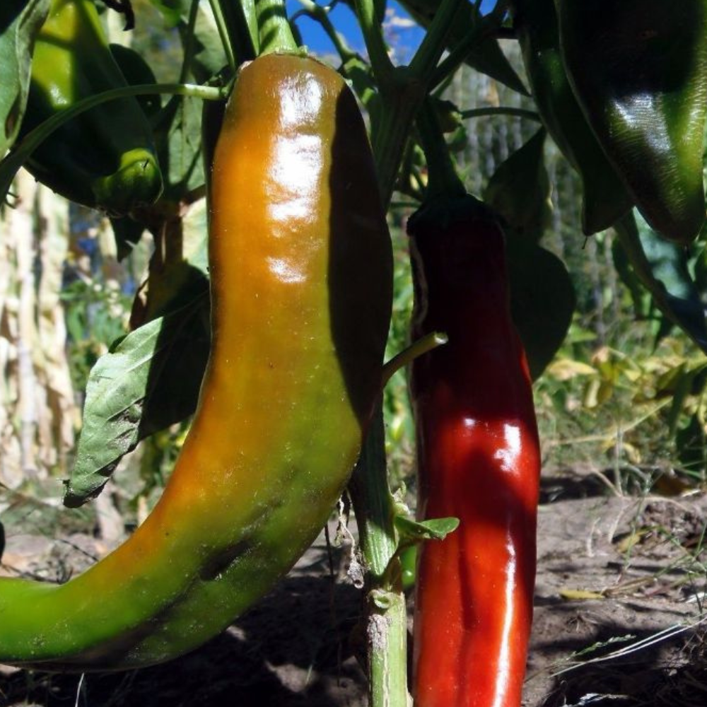 100 Ms Junie Hot Chile Pepper Hatch NuMex NON-GMO Red Chili Sauce Vegetable Seeds | www.seedsplantworld.com