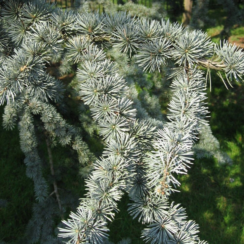 5 Cedrus Atlantica Glauca Blue Atlas Mountain Cedar Seeds For Planting | www.seedsplantworld.com