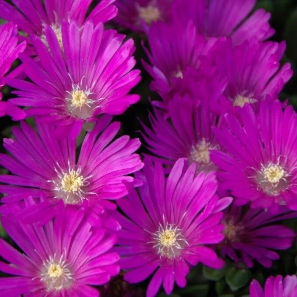 10 Delosperma John Proffitt Ice Plant Hardy Seeds For Planting | www.seedsplantworld.com