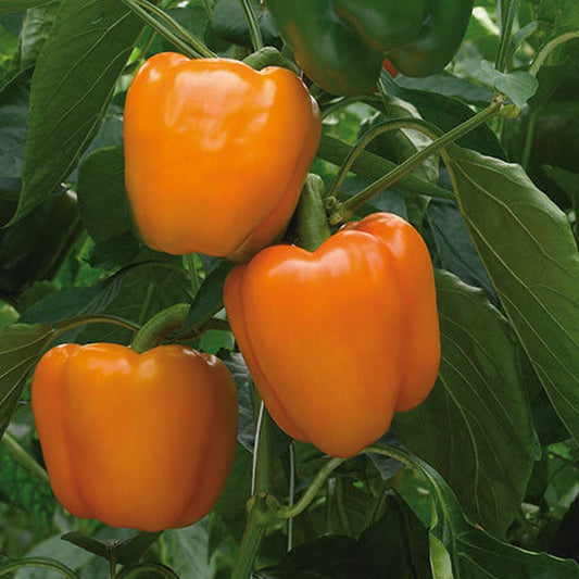 100 Orange Sweet Bell Pepper NON-GMO Heirloom Vegetable Seeds | www.seedsplantworld.com