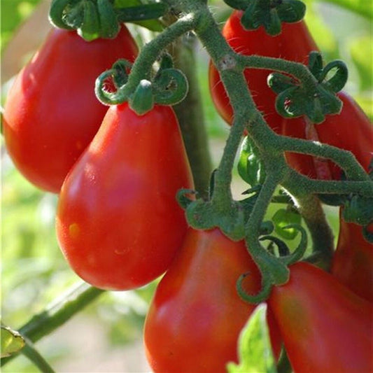 50 Red Pear Cherry Tomatoes Small Tomatoes Rare Tomatoes Vegetable Seeds | www.seedsplantworld.com