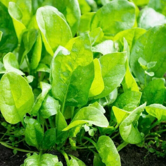 35 Perpetual Spinach Swiss Chard NON-GMO Salad Greens Vegetable Seeds | www.seedsplantworld.com