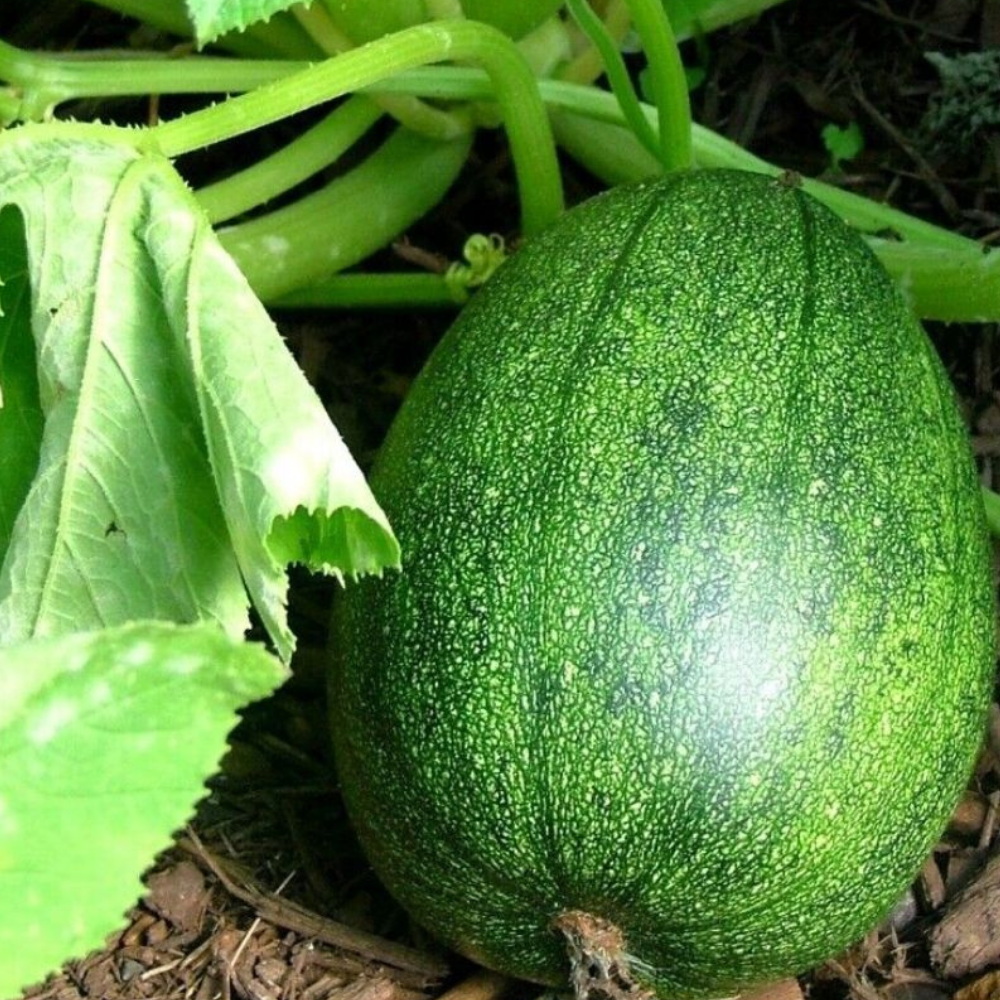 100 Tatume Summer Squash Mexican Squash NON-GMO Calabacita Vegetable Seeds | www.seedsplantworld.com