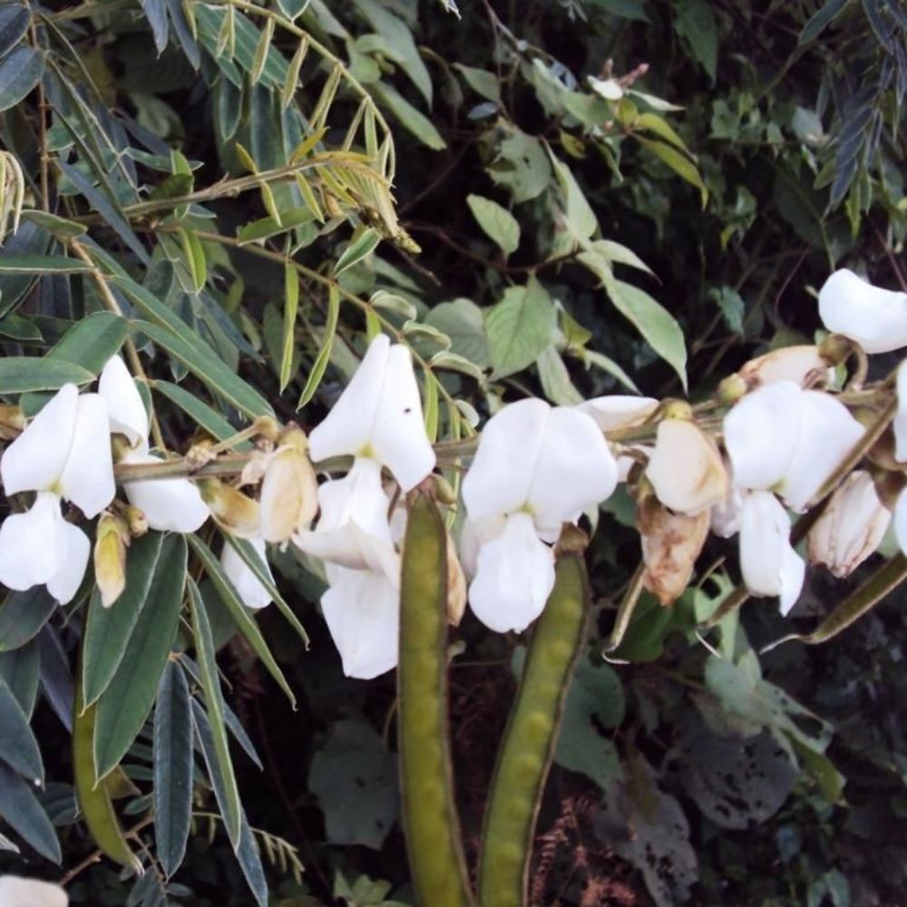 5 Tephrosia Candida White Hoary Pea Seeds For Planting | www.seedsplantworld.com